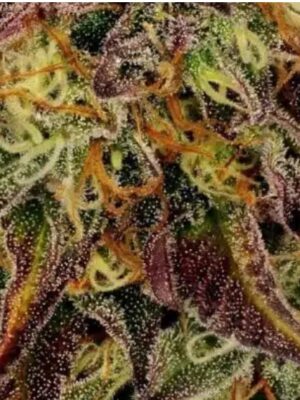 Tangerine Sorbet (TS)