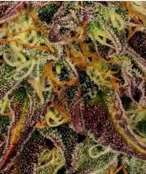 Tangerine Sorbet (TS)